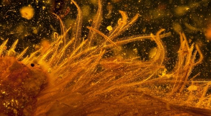 A dinosaur tail preserved in amber