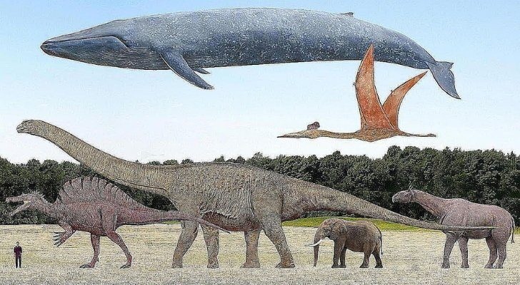 The blue whale in proportion to various dinosaurs and human