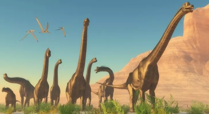 Lots of Brachiosaurus'