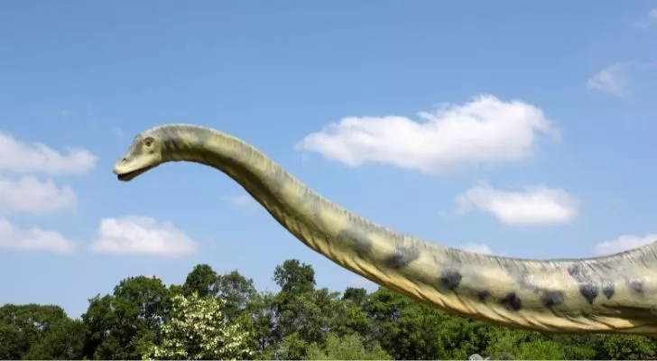 A Brontosaurus' long neck