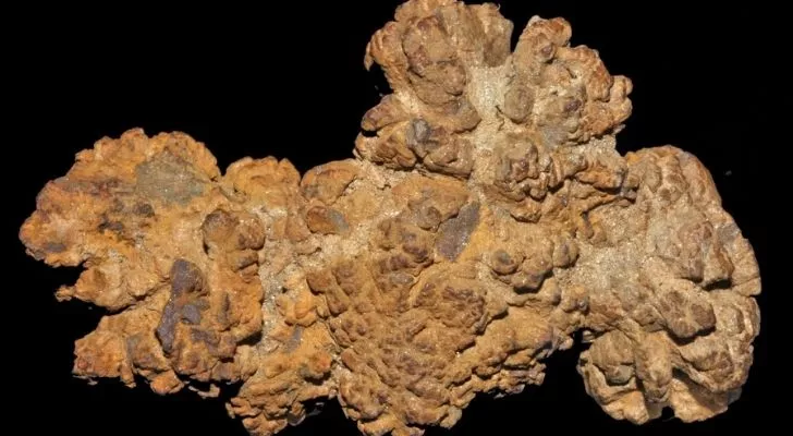 A large coprolite