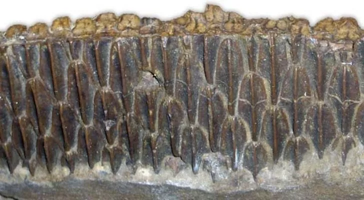 Teeth fossil of an Edmontosaurus