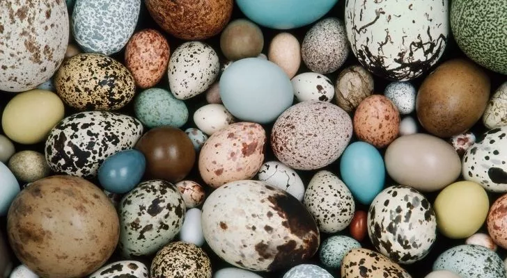 Lots of dinosaur eggs in different colors and sizes