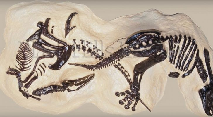 Dinosaurs fossilised after fight