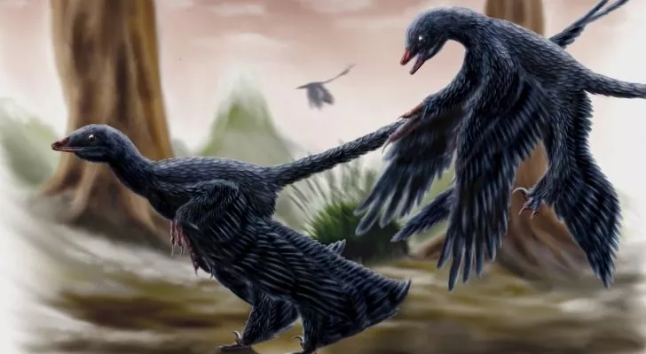 Microraptors with four wings