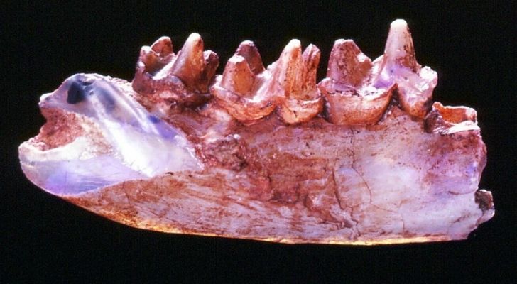 An opal dinosaur fossil found in Australia