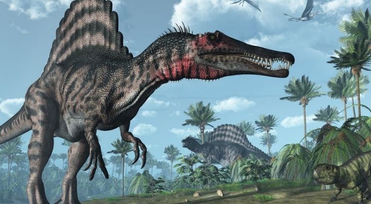 A large Spinosaurus