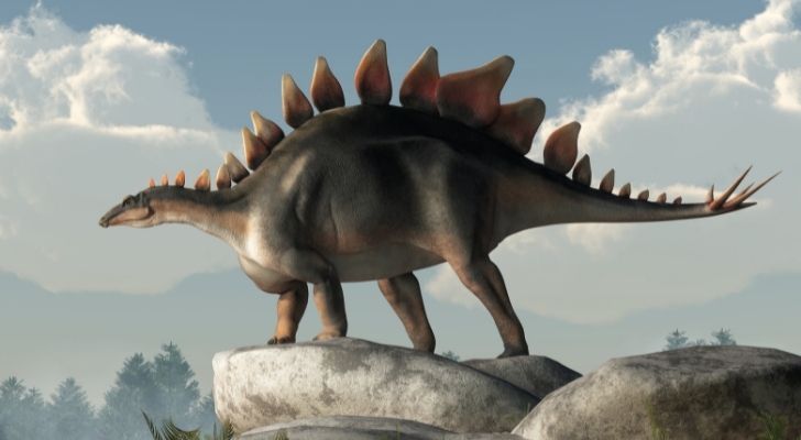 Stegosaurus had a tiny brain