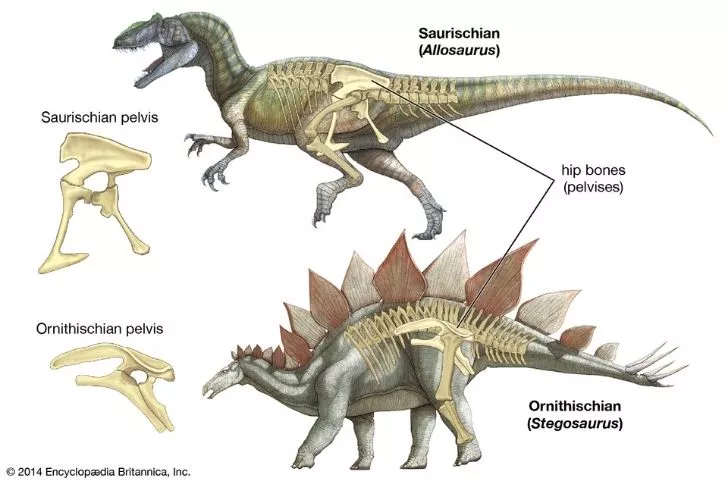 Dinosaurs Facts and Pictures