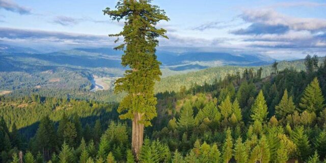OTD in 2006: Naturalists Chris Atkins and Michael Taylor discovered the world's tallest tree in Redwood National Park