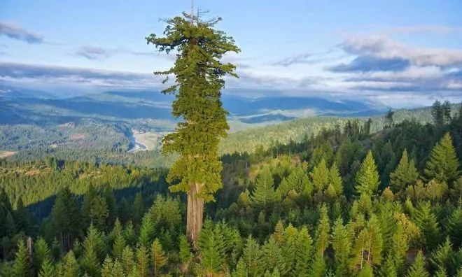 OTD in 2006: Naturalists Chris Atkins and Michael Taylor discovered the world's tallest tree in Redwood National Park