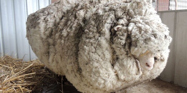 OTD in 2015: A record-breaking haircut saved a sheep that had not been sheared in over five years in Canberra