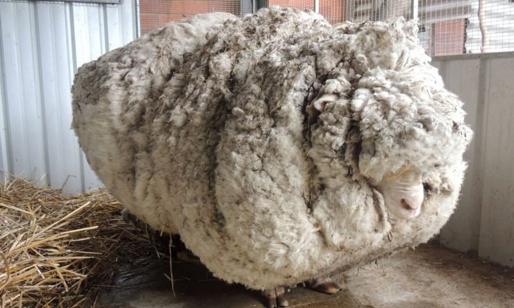 OTD in 2015: A record-breaking haircut saved a sheep that had not been sheared in over five years in Canberra