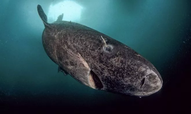 OTD in 2016: Scientists discovered the oldest living Greenland Shark
