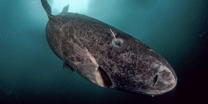 OTD in 2016: Scientists discovered the oldest living Greenland Shark