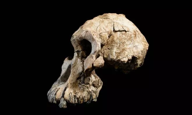 OTD in 2019: Nature magazine published findings of a 3.8-million-year-old skull found in Ethiopia