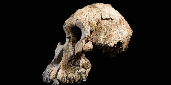 OTD in 2019: Nature magazine published findings of a 3.8-million-year-old skull found in Ethiopia