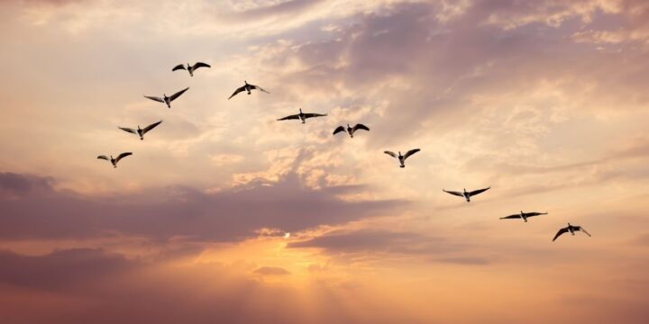 OTD in 2019: The American Bird Conservancy released a study indicating that the bird population in North America had reduced by around 3 billion.