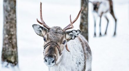 9 Interesting Facts About Santa's Reindeer - The Fact Site