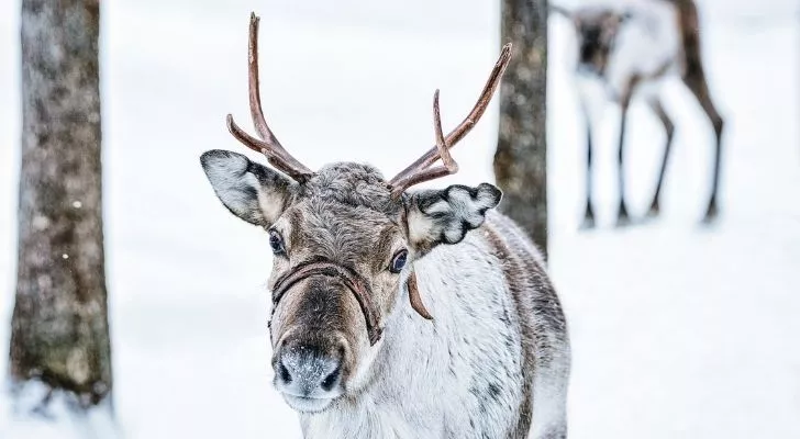 A reindeer standing on snow