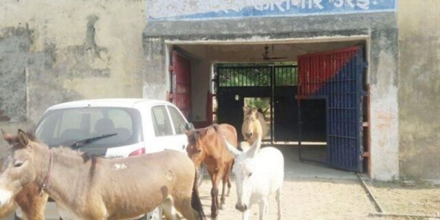 OTD in 2017: Eight Donkeys were freed from jail after four days in Orai