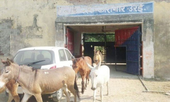 OTD in 2017: Eight Donkeys were freed from jail after four days in Orai