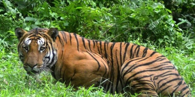 OTD in 2018: A tiger