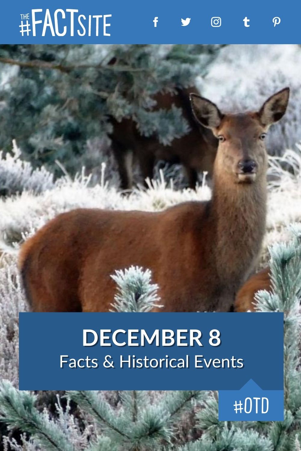 December 8: Facts & Historical Events On This Day