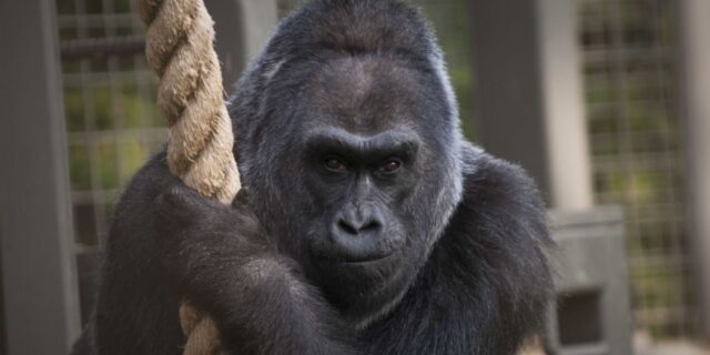 OTD in 1956: The first gorilla born in captivity