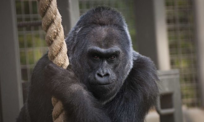OTD in 1956: The first gorilla born in captivity