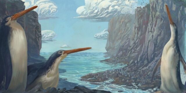 OTD in 2012: The largest prehistoric penguin was discovered.