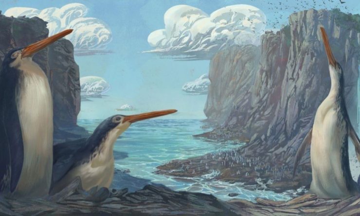 OTD in 2012: The largest prehistoric penguin was discovered.