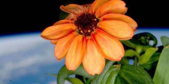 OTD in 2016: Astronaut Scott Kelly Tweeted a photo of the first flower ever grown in space.