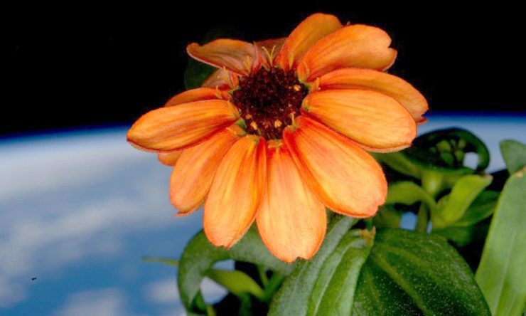 OTD in 2016: Astronaut Scott Kelly Tweeted a photo of the first flower ever grown in space.
