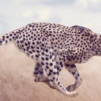 December 4: International Cheetah Day