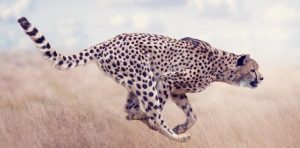 December 4: International Cheetah Day