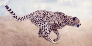 December 4: International Cheetah Day