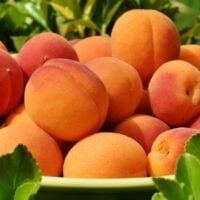 January 9: National Apricot Day