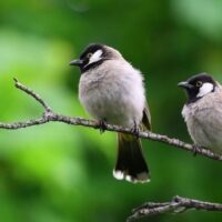 January 5: National Bird Day