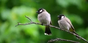 January 5: National Bird Day