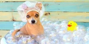 January 8: National Bubble Bath Day