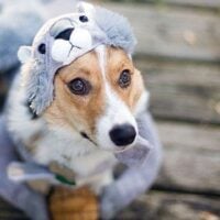 January 14: National Dress Up Your Pet Day