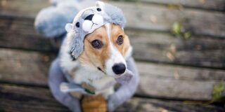 January 14: National Dress Up Your Pet Day