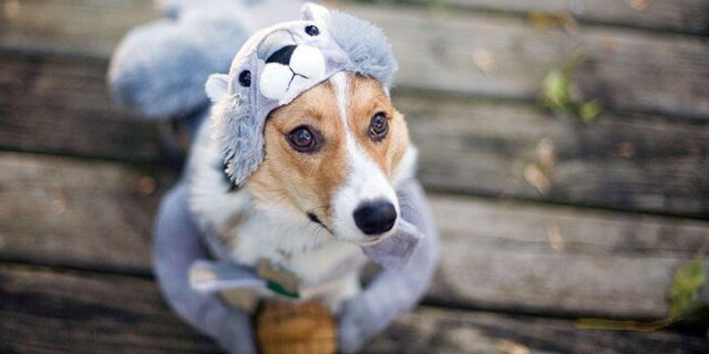 January 14: National Dress Up Your Pet Day
