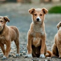 December 2: National Mutt Day