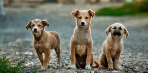 December 2: National Mutt Day