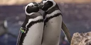 January 20: Penguin Awareness Day