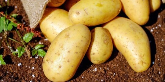10 Profound Facts About Potatoes