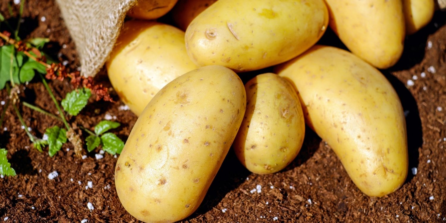 Ten Interesting Facts About Potatoes by BloominThyme