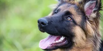 13 German Shepherd Facts